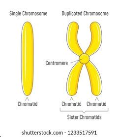 Image result for Chromosome Microarray Test
