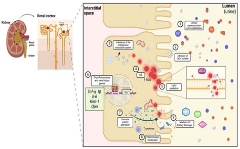 Antioxidant and Anti-Inflammatory Effects of Traditional Medicinal ...