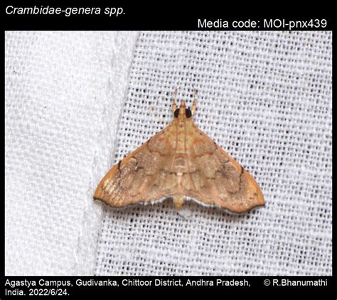 Crambidae-genera spp. | Moths