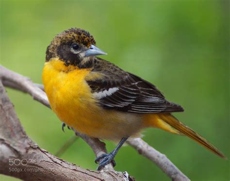 Orange Oriole Female at Iva Blackburn blog