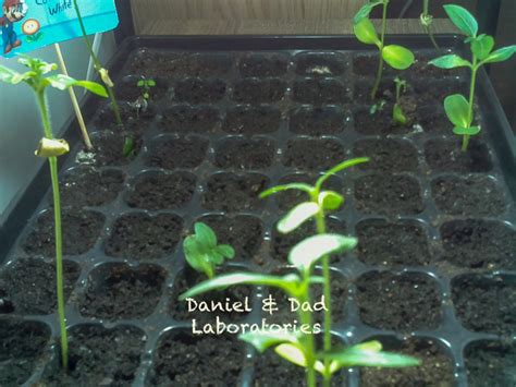 Raspberry Growing Time-Lapse 的图像结果