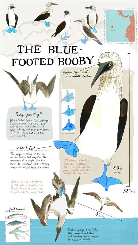 The Blue Footed Booby in 2025 | Blue footed booby, Bird drawings ...