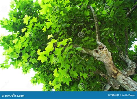 Image result for Sycamore Tree Usage