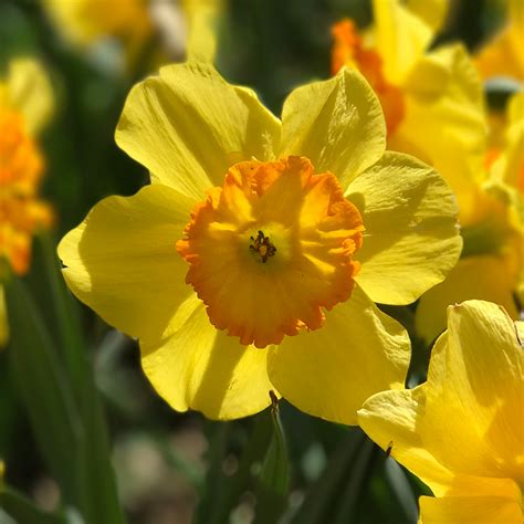 McLaughlin's Daffodil Hill In Volcano, California (Free Admission, Parking)