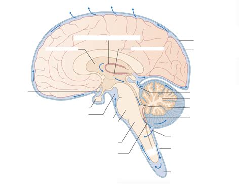 CSF Ventricular System 的图像结果