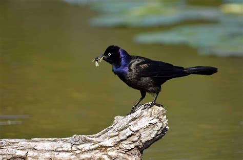 Blackbirds in Florida: 12 Stunning Species You Might See