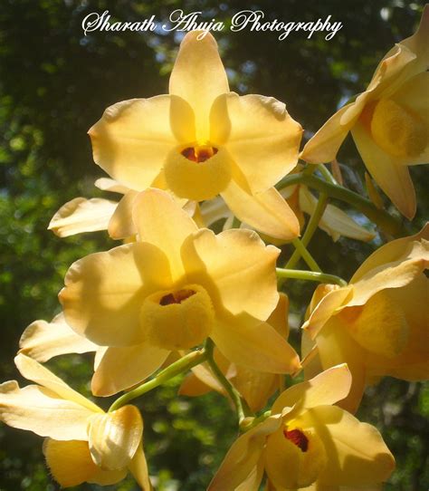 Indian Institute of Science