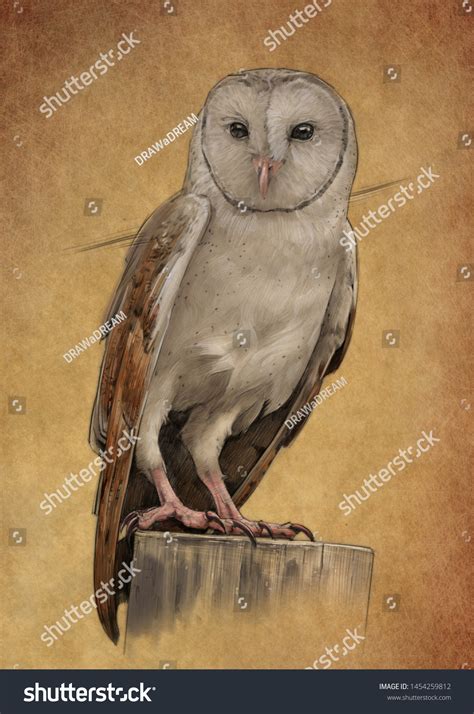 Barn Owl Pencil Drawing