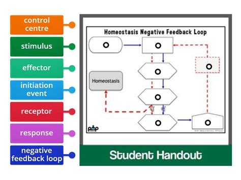Image result for Negative Feedback Cycle Simple