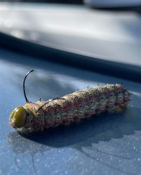 Imperial Moth Caterpillar? : r/whatsthisbug