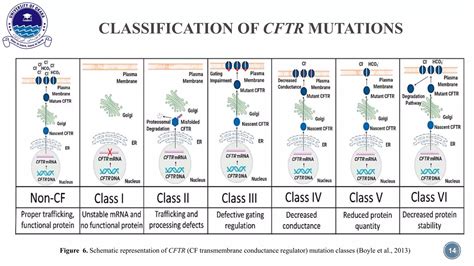 Cystic Fibrosis (CFTR) gene.pptx