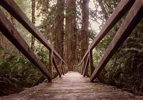 California Redwood Forests: A Guide to the Tallest Trees on Earth