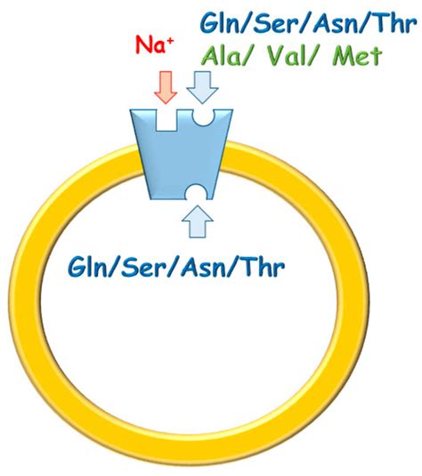 Cys Site-Directed Mutagenesis of the Human SLC1A5 (ASCT2) Transporter ...