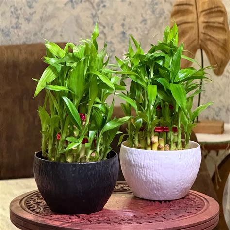 Lucky Bamboo Plant - 3 Layer Combo | Ropani