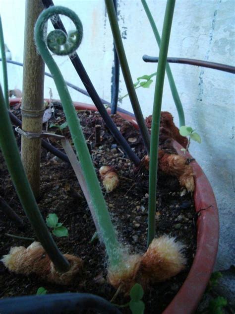İstanbul Üniversitesi Fen Fakültesi Alfred Heilbronn Botanik Bahçesi ...