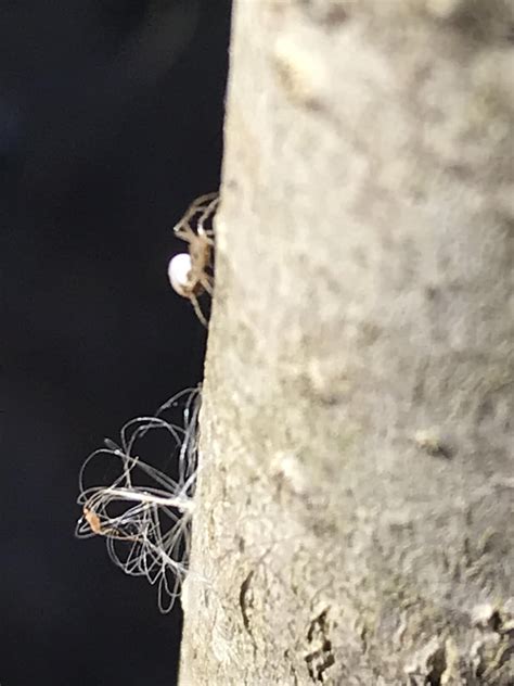 Image result for Small Pinhead