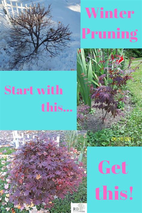 Winter Pruning a Japanese Maple | Pruning japanese maples, Japanese maple tree, Japanese maple