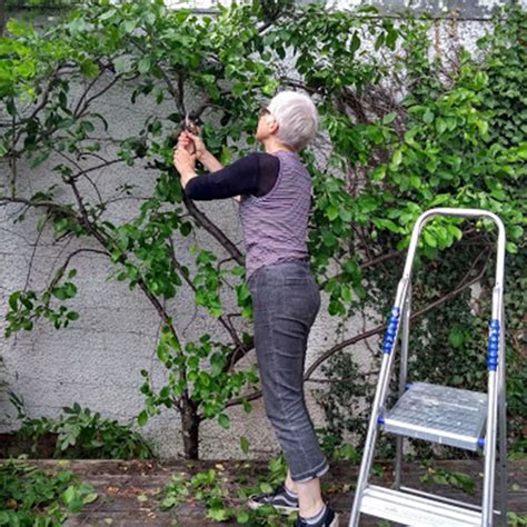 Image result for Plum Tree Pruning