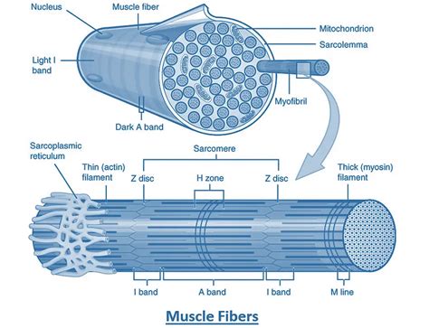 Physiology of muscle contraction | Neuromuscular transmission | FirstHope