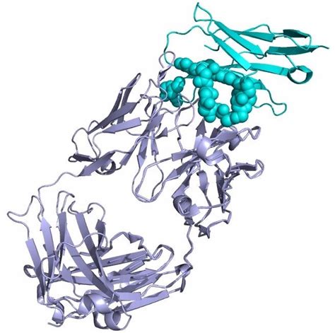 Image result for Epitope Mapping