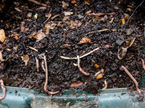 Image result for Worm Composting