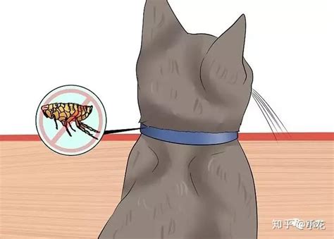 如何检查猫咪身上有没有跳蚤？ - 知乎