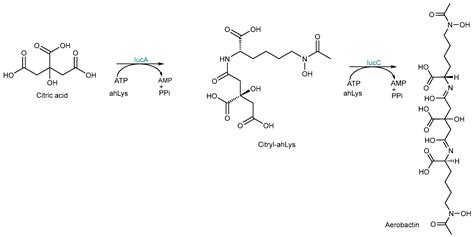 Targeting Siderophore Biosynthesis to Thwart Microbial Growth