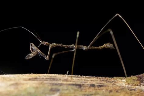 Whip scorpion vs scorpion,Assassin bug vs Whip scorpion,Assassin bug preying 鞭蝎vs蝎子,鞭蝎vs猎蝽