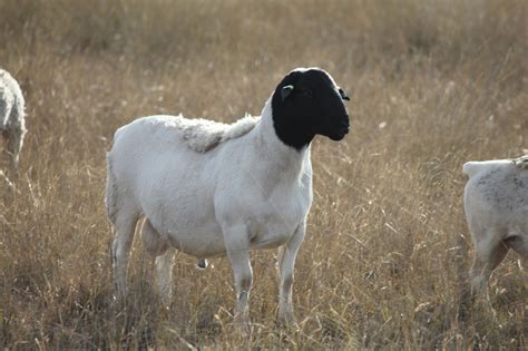 Australian Dorper & Australian White Sheep – Cluny Livestock Exports ...
