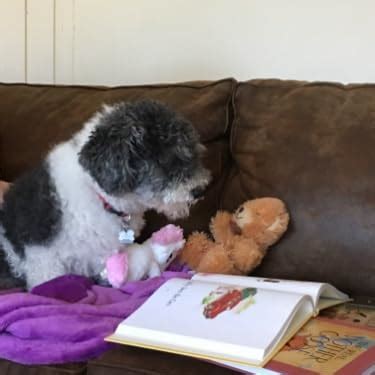 EMiEN 31 Pieces Mini Animals Miniature Ornament Kits Set,Snails,Koala ...