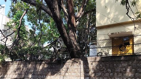 GBA claims risky trees cleared, residents tell different story