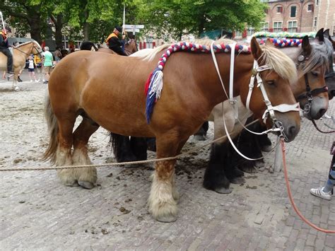 Dutch Draft Horse - Horse Breeds