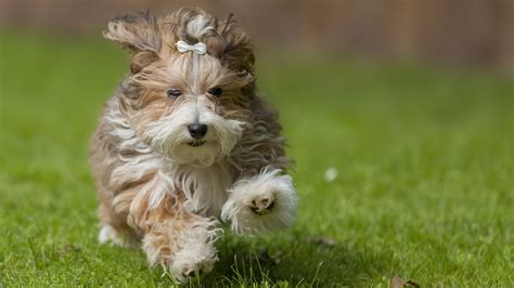 What Are Some Small Fluffy Dog Breeds