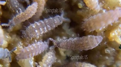 Image result for Springtail Identification