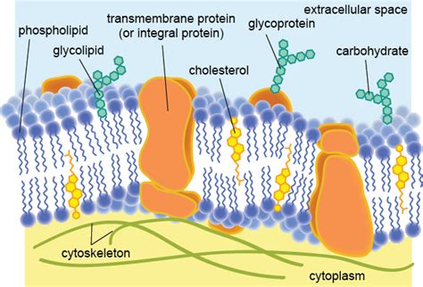 Natural Phospholipids & Lecithins