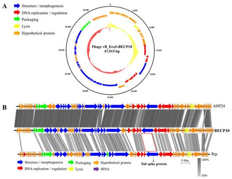 Characterization and Food Application of the Novel Lytic Phage BECP10 ...