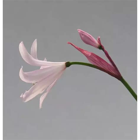 Nerine (kwiat lilii pająka) – pielęgnacja domowa | Faterra