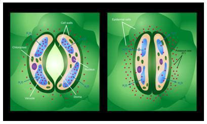 Opening and closing of stomata are regulated by _____ (a) Imbibition (b ...