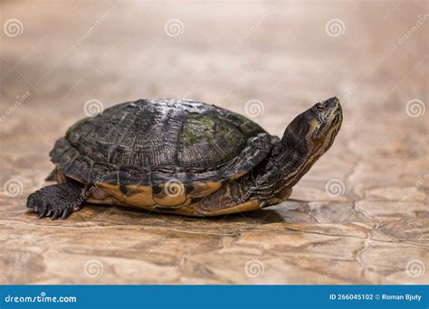 Image result for Fat Turtle Shell