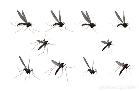梦见蚊子很多是什么意思预兆 - 原版周公解梦大全