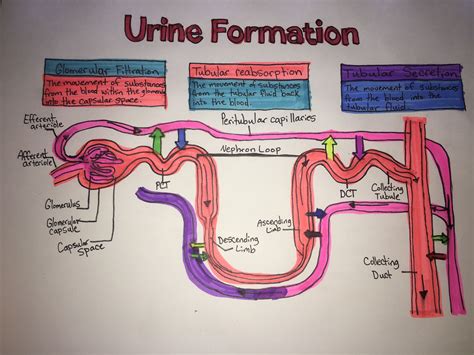 Urine Formation | Medical school studying, Biology notes, Medical lab technician