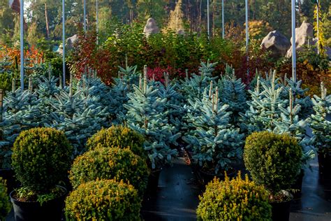 Colorado Landscaping Plants - Trees & Shrubs for Your Lawn & Garden