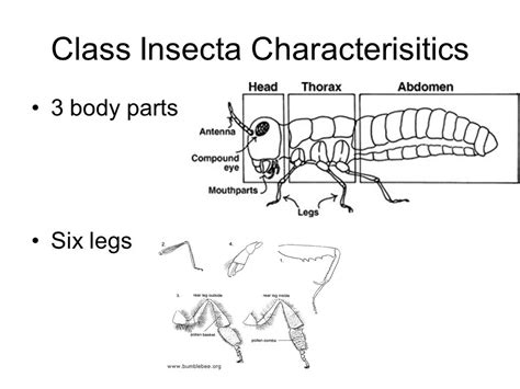 Image result for Class Insecta