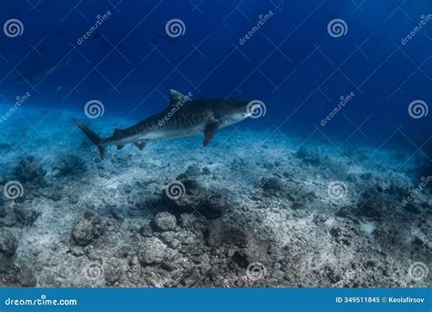 Tiger Shark Swims on Deep in Blue Ocean. Dangerous Tiger Sharks Stock ...