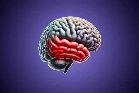 Temporal Lobe Seizures | Prof. Dr. Zeki Gökçil