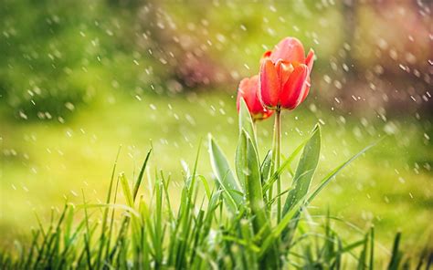 Early Spring Rain Wallpapers - Wallpaper Cave