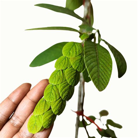 Flemingia Macrophylla - Plant – Lalit Enterprise