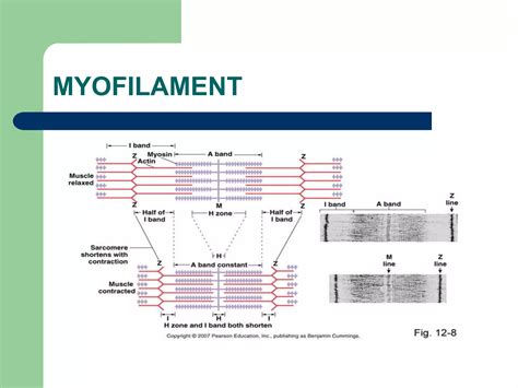 Anatomy of musculoskeletal system | PPTX