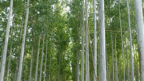 Eucalyptus Tree Farming: इस पेड़ की खेती से होगी बंपर कमाई, सिर्फ इतने ...
