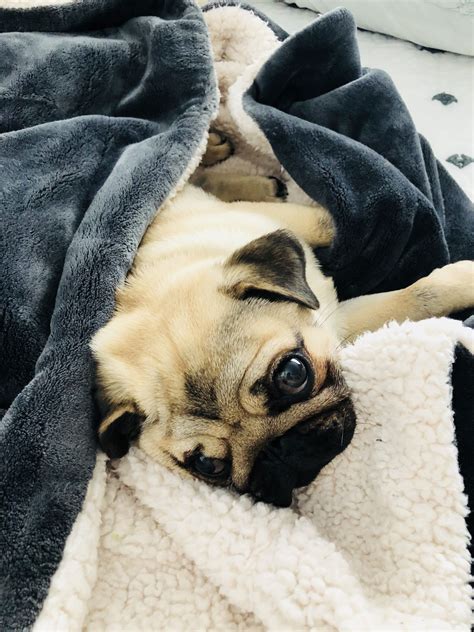 Snug as a Pug in a Rug